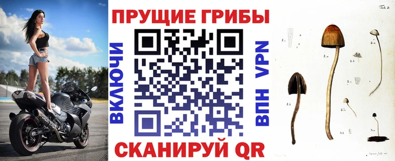 Псилоцибиновые грибы Cubensis Сасово